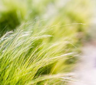 Stipa tenuissima Ponytails