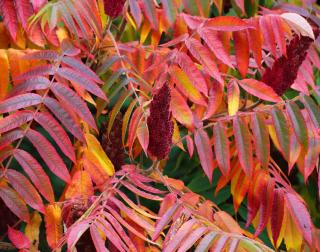 Sumac de Virginie - Rhus typhina automne