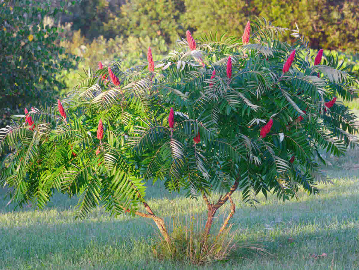 Sumac de Virginie - vinaigrier - Rhus typhina