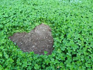 Trefle engrais vert utilité