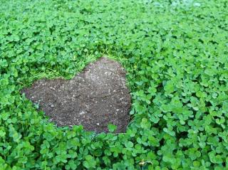 Trefle engrais vert utilité