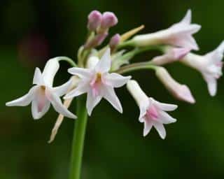 Tulbaghia