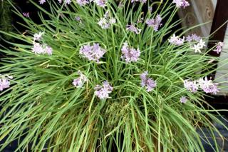 tulbaghia plantation