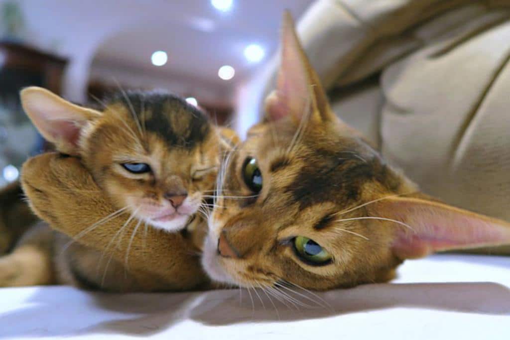 L'abyssin : Présentation, caractère, alimentation, prix du chat