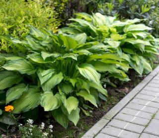 allée Hosta Wide Brim