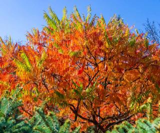 arbre feuillage rouge automne