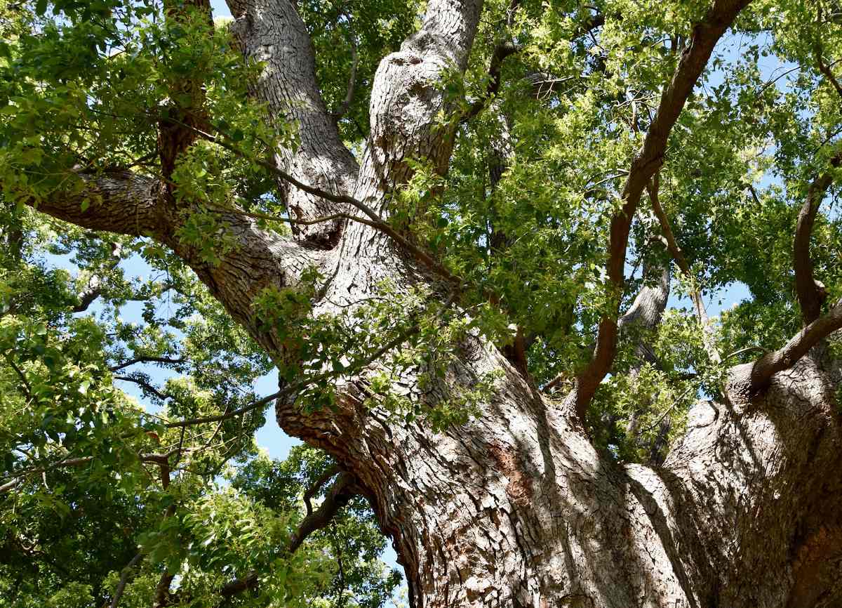 arbre vertu medicnale