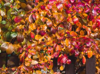 arbuste feuillage coloré automne