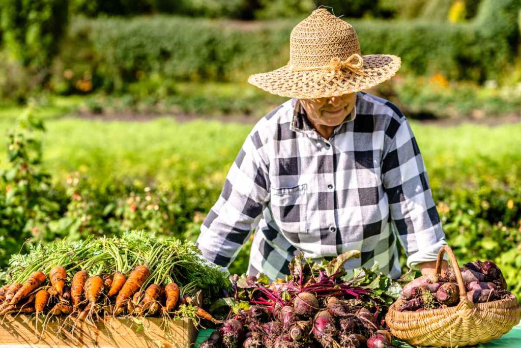 automne potager travaux recolte