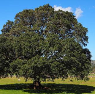 camphrier arbre