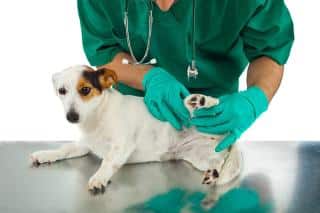 cancer chez le chien, traitements possibles