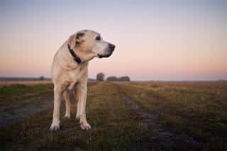 chien trouvé peut on le garder 