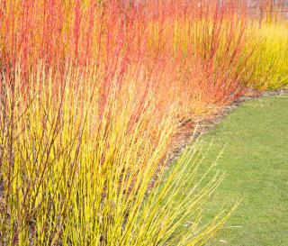 cornouiller ecorce rouge et jaune