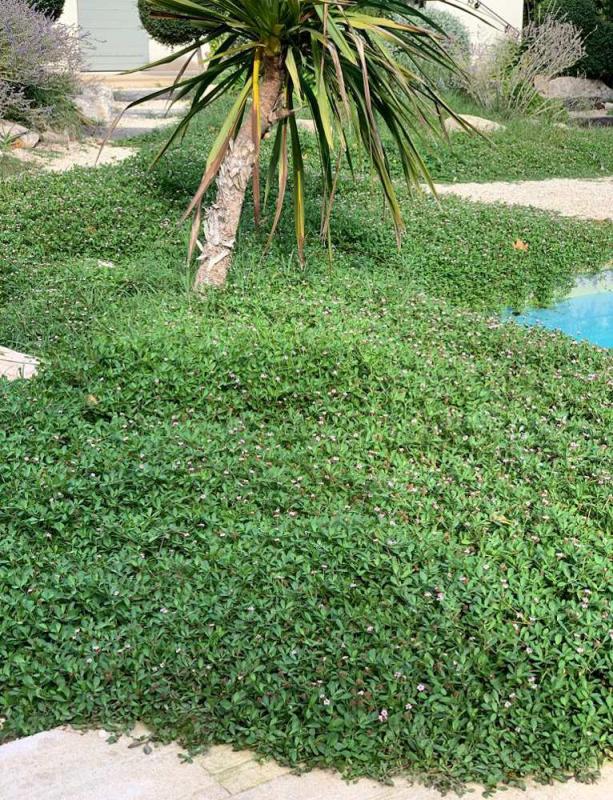 Lippia nodiflora (Phyla nodiflora) : Culture et Entretien