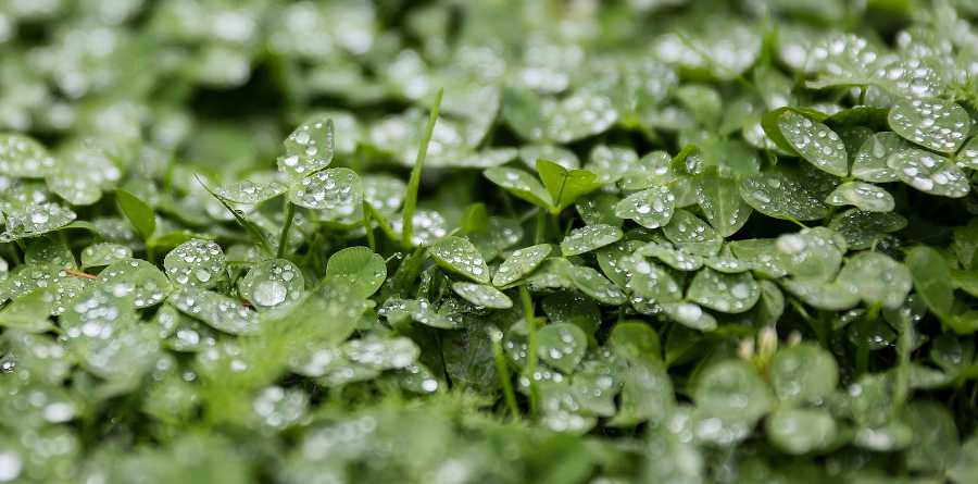 engrais vert