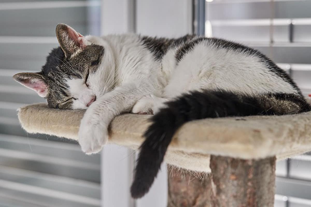 Herbe-à-chat  Espace pour la vie