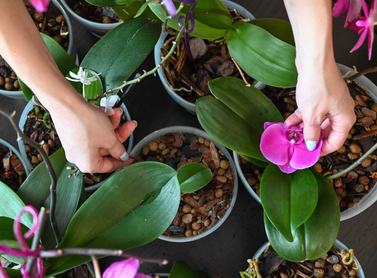 Faire refleurir une orchidée phalaenopsis