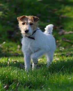 fox terrier à poil dur, taille, poids