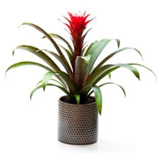 guzmania
