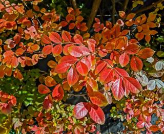 lagerstroemia automne