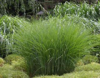 miscanthus sinensis