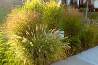 miscanthus petite taille