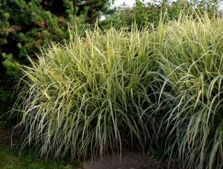 miscanthus sinensis