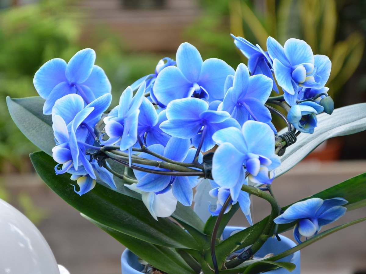 Orchidée Phalaenopsis Bleu