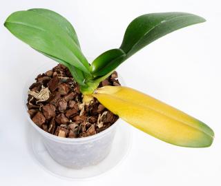 orchidée feuille jaune