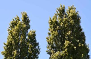 peuplier noir - Populus nigra entretien