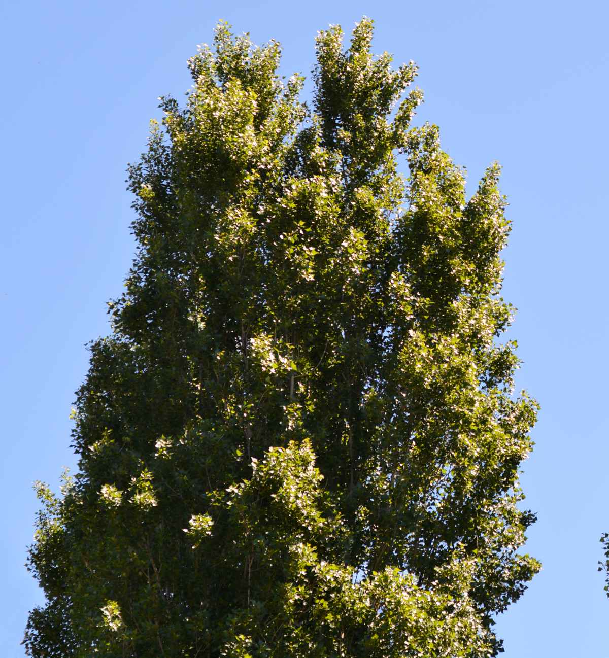 peuplier noir - Populus nigra