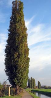 peuplier noir plantation - Populus nigra