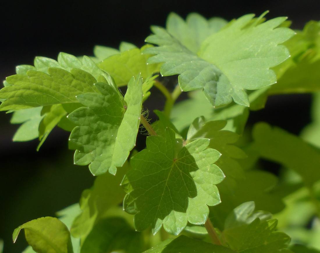 Anis vert (Pimpinella anisum), Les Aromatiques
