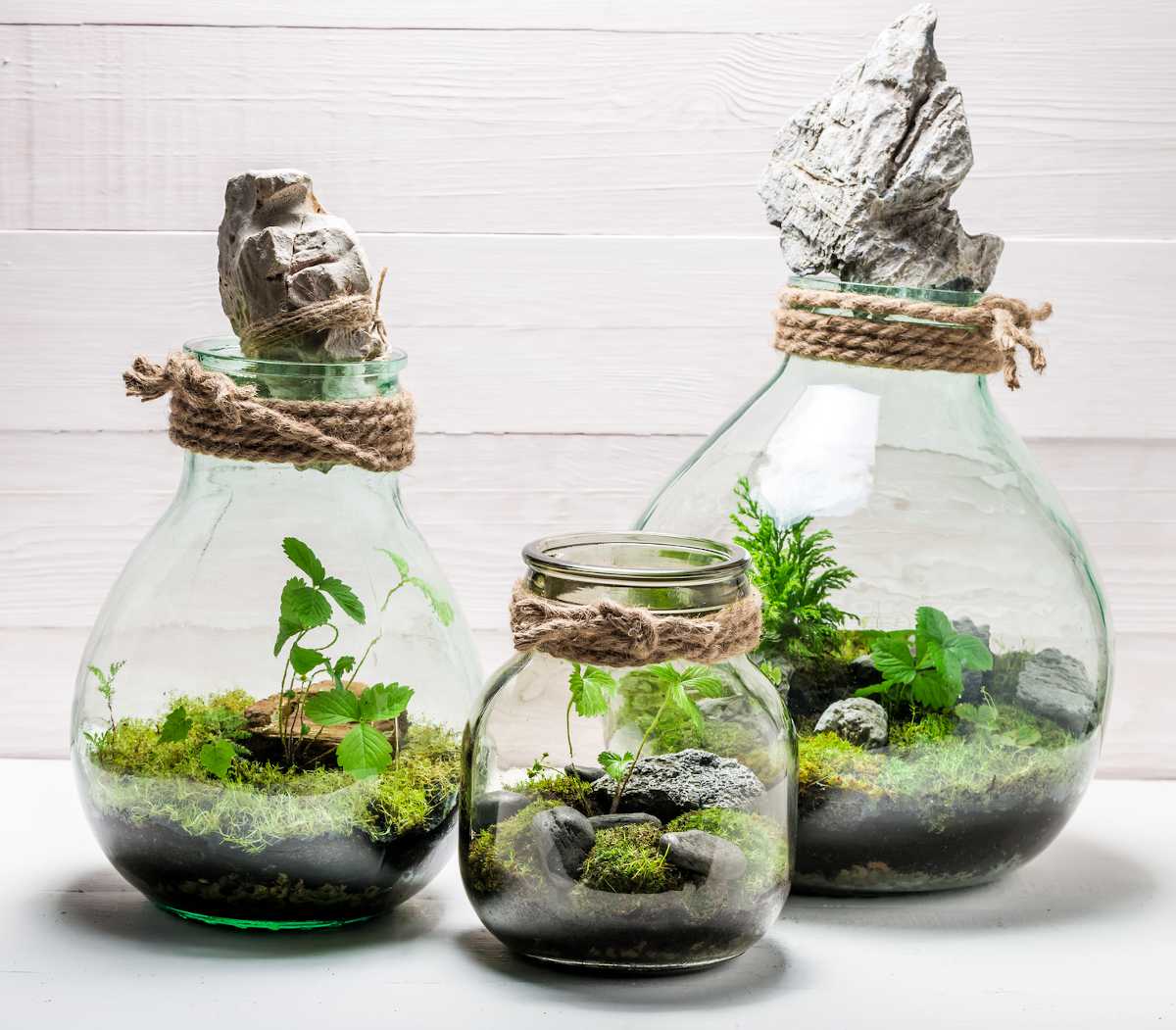 plantes pour terrarium fermé