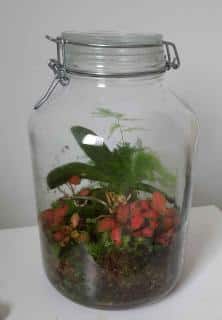 terrarium fermé