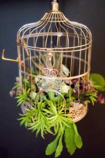 terrarium ouvert