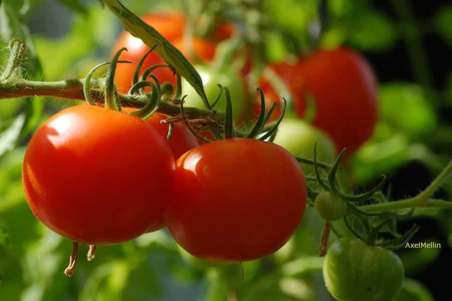 tomate plante culture variétés