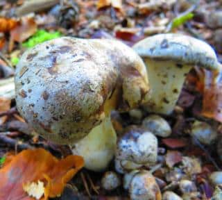 tricholoma pardinum toxique