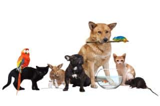 vétérinaire à domicile, avantages et inconvénients
