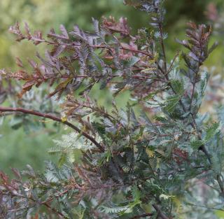 Acacia baileyana purpurea