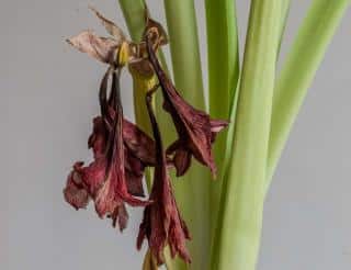Amaryllis apres floraiso n - fleur fanée