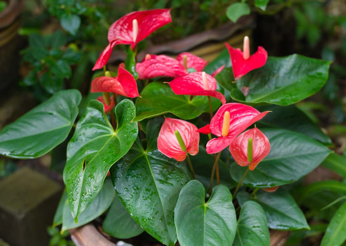 Anthurium : culture et entretien pour une belle floraison