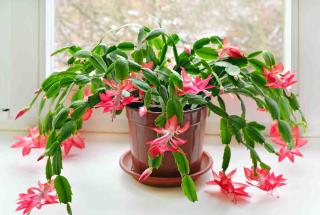 Cactus de Noël - Schlumbergera bouturage