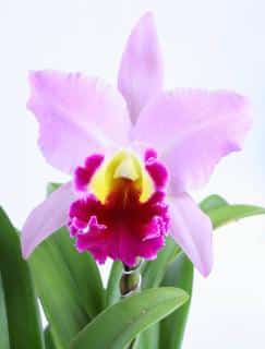 Cattleya