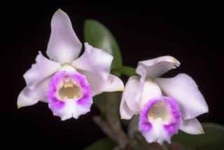 Cattleya alaorii