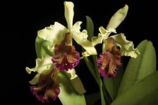 Cattleya dowiana var. aurea