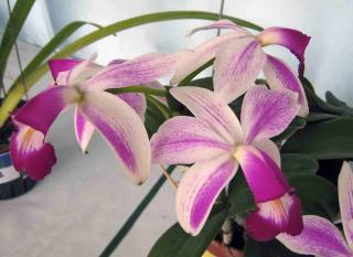 Cattleya violacea v semi-alba flamea 'Icabaru'