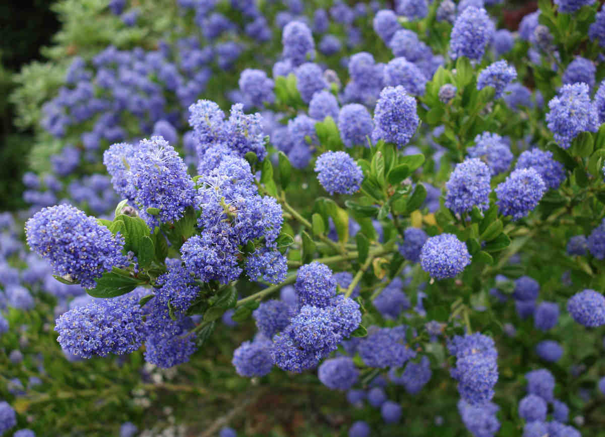 Ceanothe - ceanothus