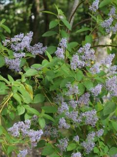 Ceanothus x delilianus Gloire de Versailles