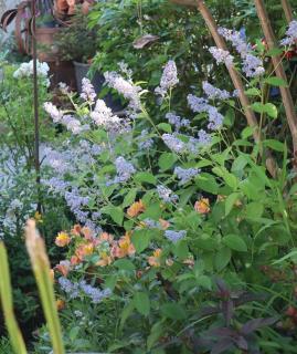 Ceanothus pallidus delilianus plantation